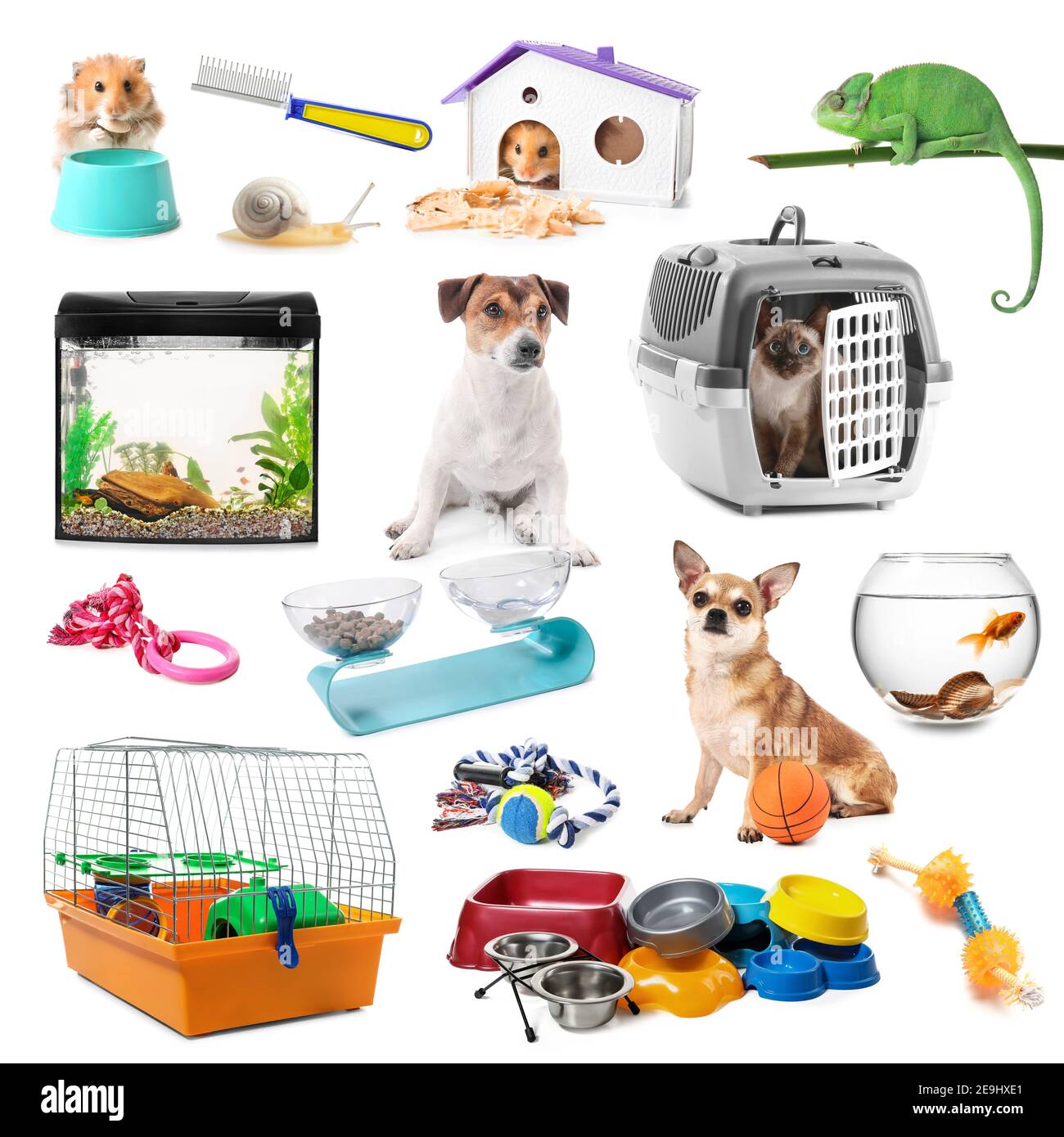 Pet Essentials & Accessories